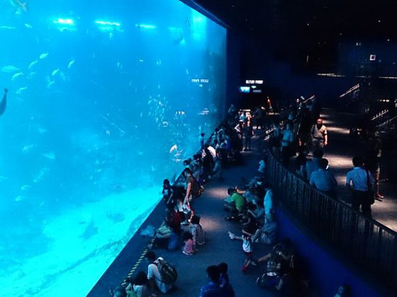 SEA aquarium Singapore | Image Credit - ProjectManhattan, CC BY-SA 3.0 Via Wikimedia Commons