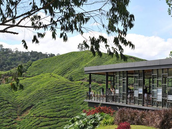 The Cameron Highlands