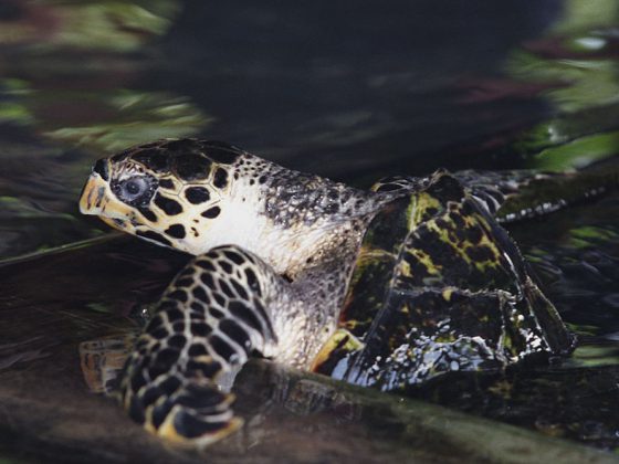 Kosgoda Turtle Hatchery