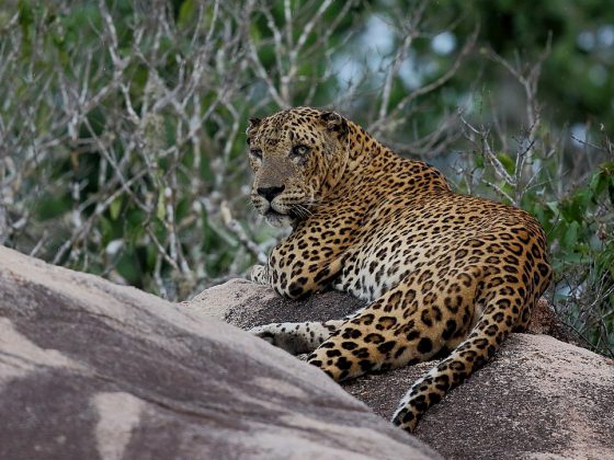 Leopard at Yala National Park