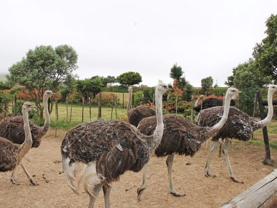 Desaru Ostrich Farm