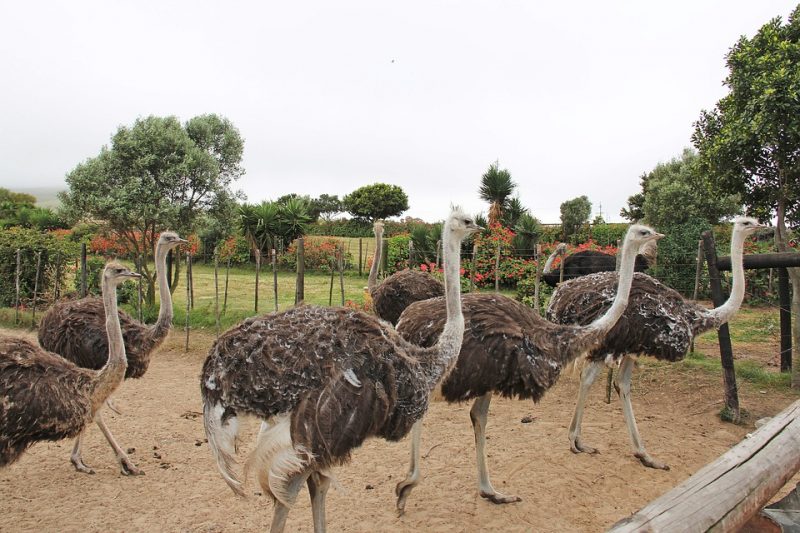 Desaru Ostrich Farm