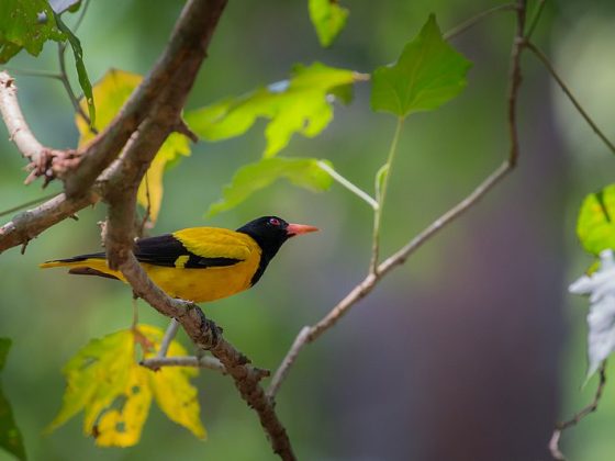 Black hooded oriole
