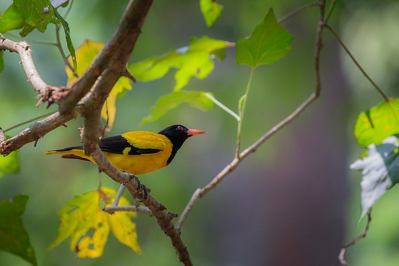 Black hooded oriole