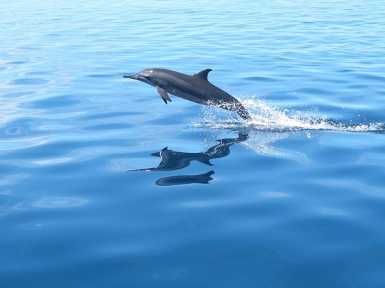 Dolphins