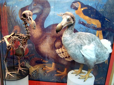 Mauritius Dodo