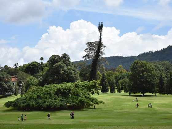 peradeniya botanical garden