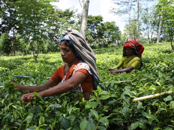 Tea Plucking