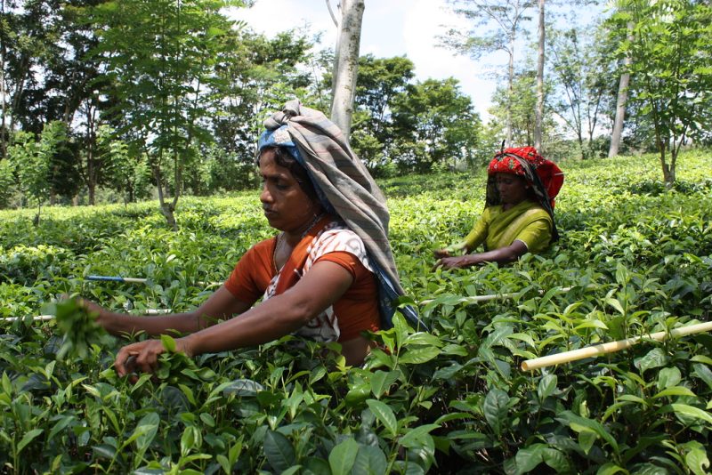Tea Plucking