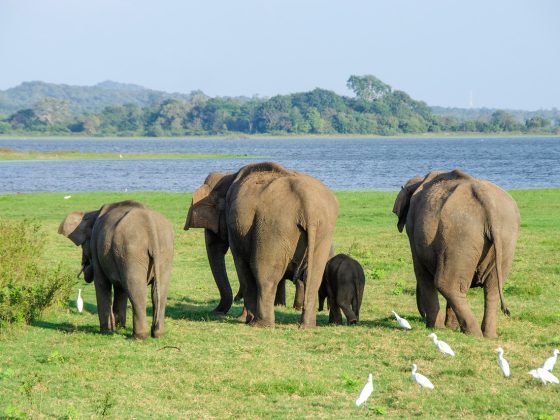 Sri Lankan Wildlife