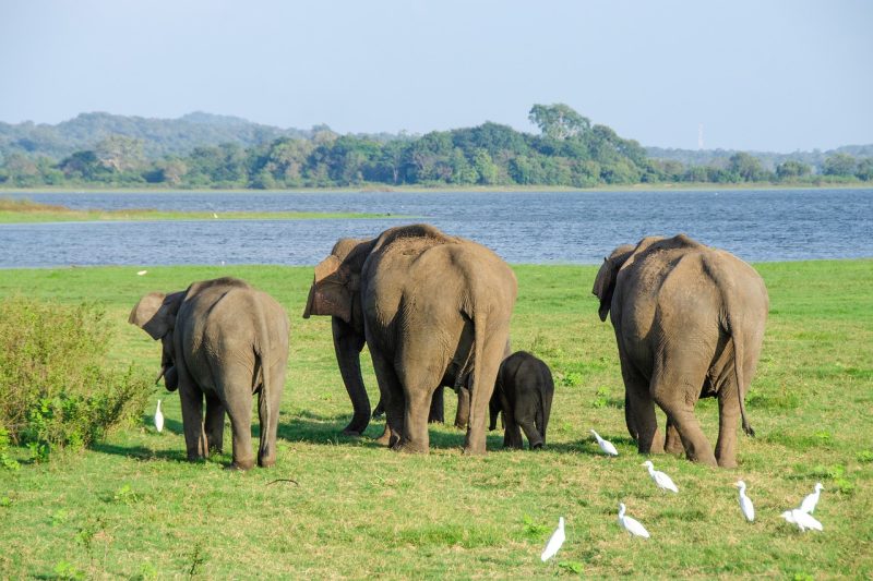 Sri Lankan Wildlife