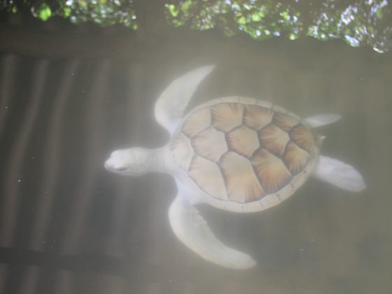 Albino Turtle
