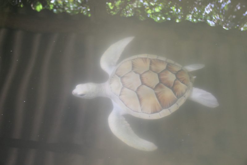 Albino Turtle