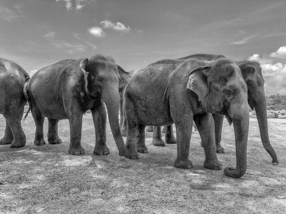 Pinnawala Elephant Orphanage, Rambukkana, Sri Lanka