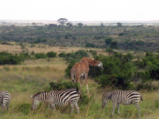 Nairobi National Park
