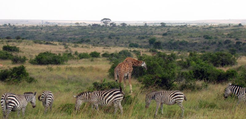 Nairobi National Park