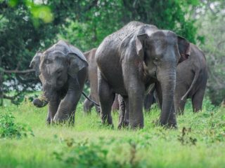 Minneriya National Park