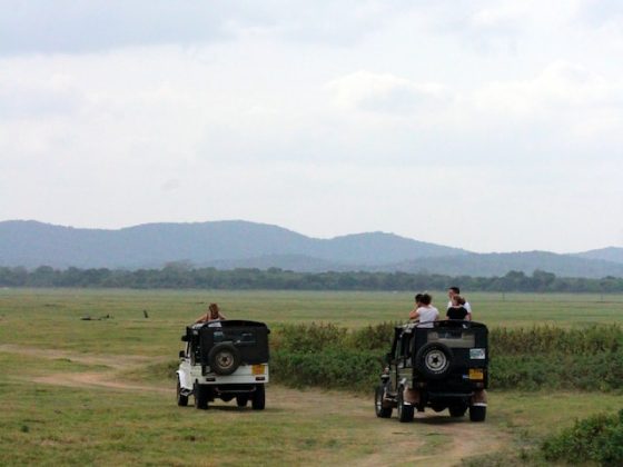 Visit to the Minneriya National Park