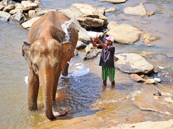 Elephant Bathtime