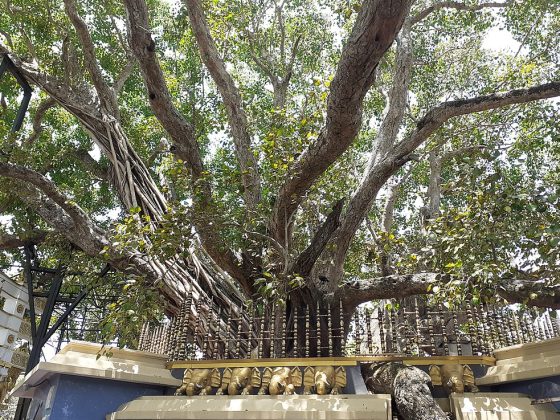 1024px-Kalautara_Bodhiya_1