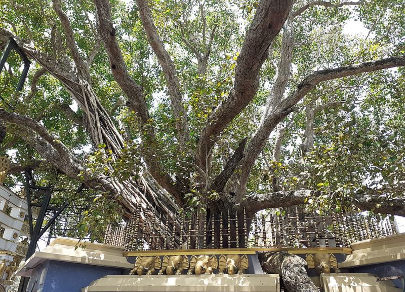 1024px-Kalautara_Bodhiya_1