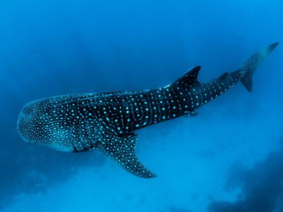 Whale Shark