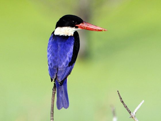 Black-capped Kingfisher