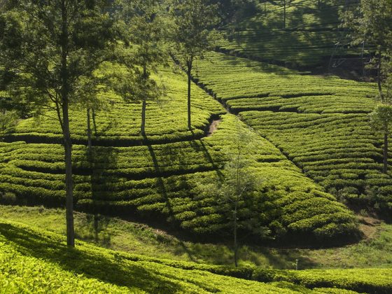 Tea Plantations