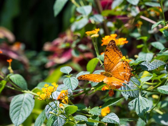 Kuala Lumpur Butterfly Park