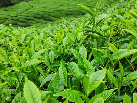 tea-plantation