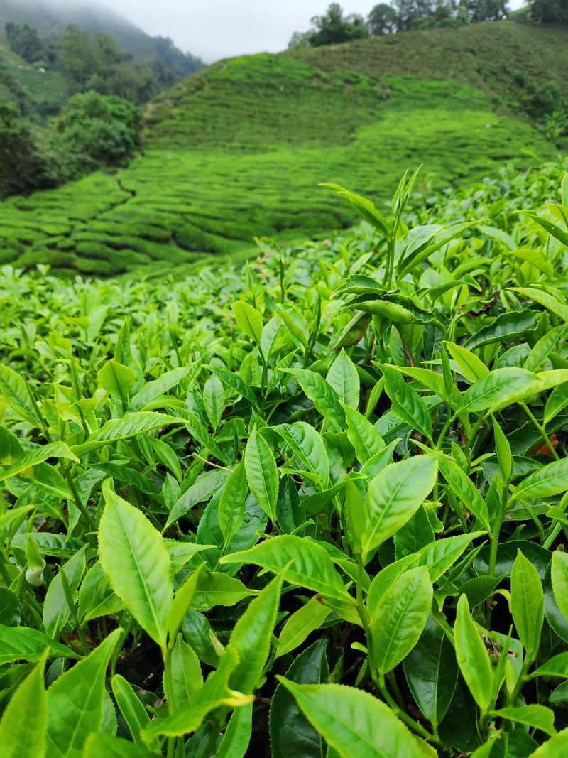 tea-plantation